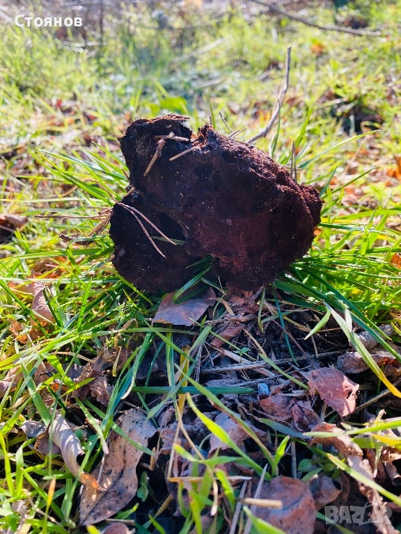 Прахан от бял бор за разпалване на огън и оцеляване, снимка 1