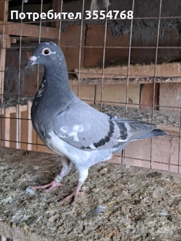 Продавам спортни гълъби , снимка 2 - Гълъби - 52534025