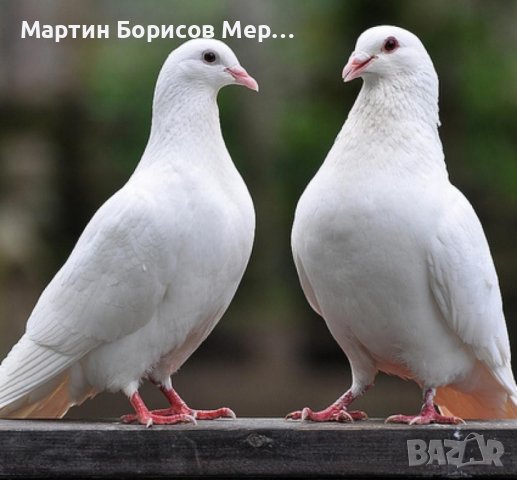 бели гълъби за всякакви тържества в с.Могилово, снимка 2 - Гълъби - 44244273