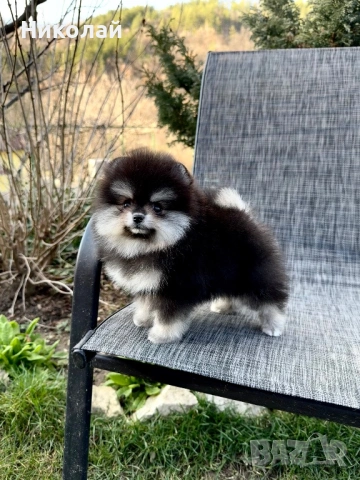 Померан мини момиче. Померанче