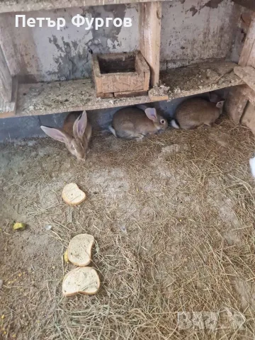 продавам 8 мъжки зайчета
