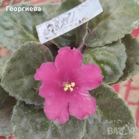 разменям, снимка 10 - Стайни растения - 51295902