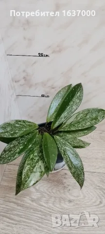 Хоя Publikalix silver spot 