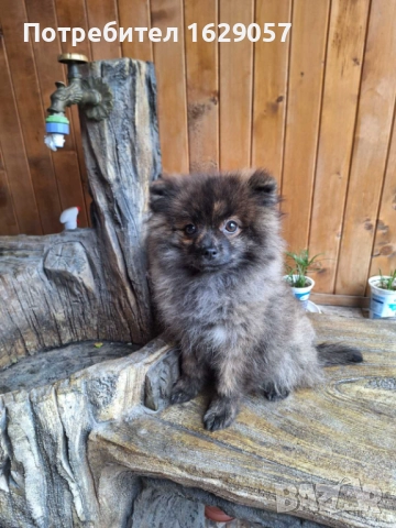 Померан/Мини померан /Женско , снимка 2 - Померан - 52773251