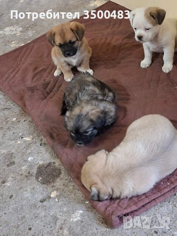 4 момичета и 1 момче Пекинези, снимка 3 - Пекинез - 52584455