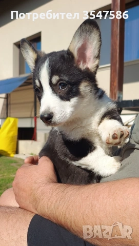 Трицветно кученце Уелско корги пембрук - мъжки, снимка 13 - Други - 53220591