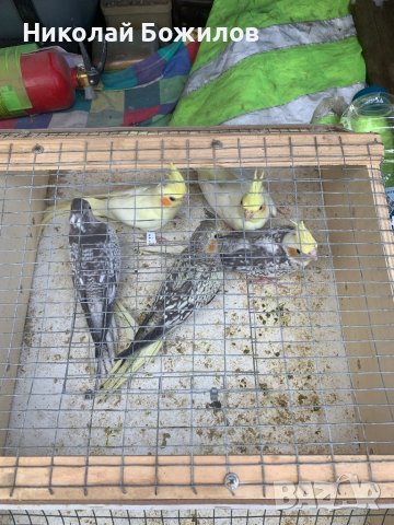 Продавам Папагали Корели различни цветове