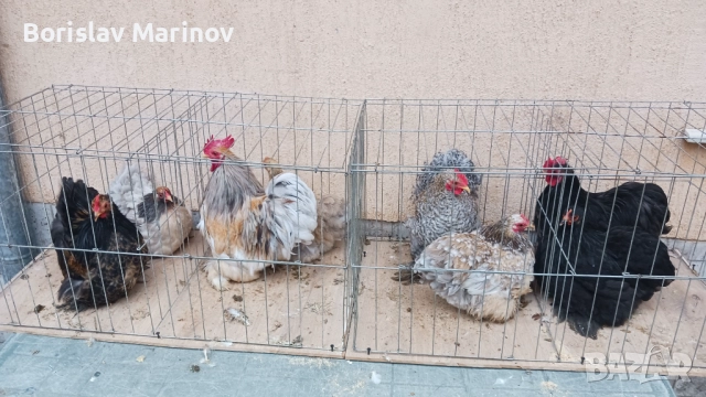 Мини кохин, снимка 4 - други­ - 52341003