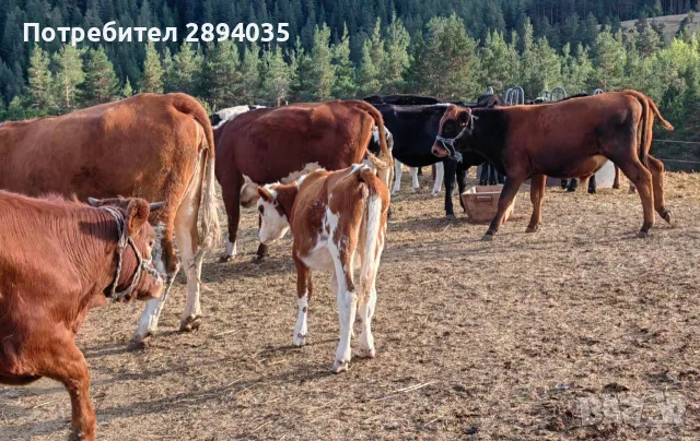 телета бозайници, отбити, за клане , снимка 10 - Крави - 56158184