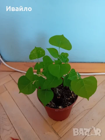 Коралово дърво - Erythrina crista-galli