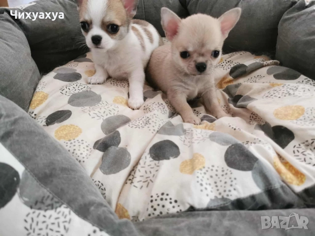Чихуахуа мъжки и женски