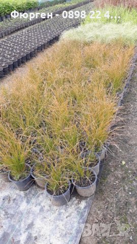 Карекс - Декоративна трева, снимка 5 - Градински цветя и растения - 40887333