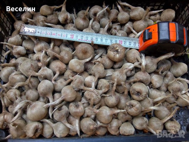 Продавам луковици шафран 