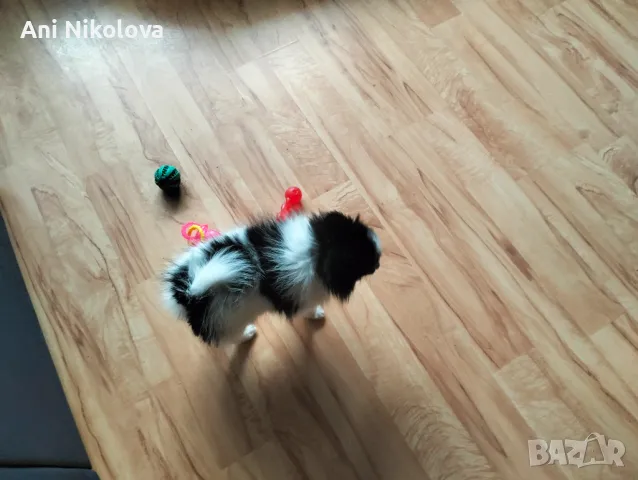 Мини шпиц , снимка 5 - Померан - 49781285