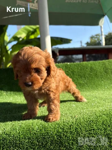 Кавапу (Cavapoo ), снимка 4 - Кавалер кинг чарлз шпаньол - 55976392