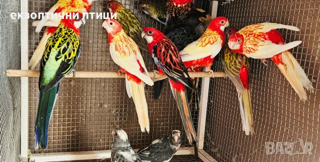 Продавам Розели-(Пенанти) 