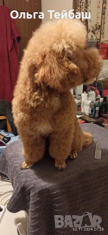 Пудел момче търси приятелка, снимка 14 - Пудели - 47853140