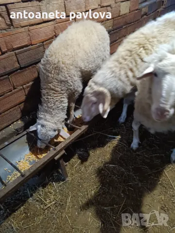 Шилета ,агнета ,кочове , снимка 5 - Овце - 41754007