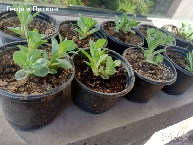 Дебела Мара - 5 €., снимка 2 - Градински цветя и растения - 53869481