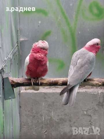 Двойка розаво какаду , снимка 6 - Папагали - 53504666