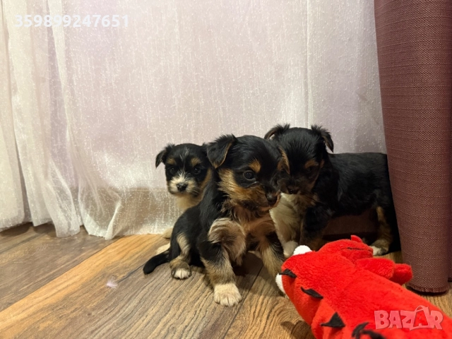 Мини йоркширски териери, снимка 1 - Йоркширски териер - 52671031
