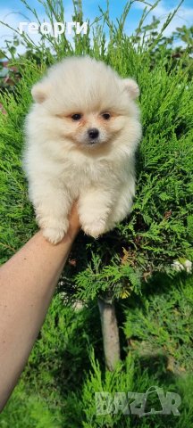 Померан померанче, снимка 14 - Померан - 41146182