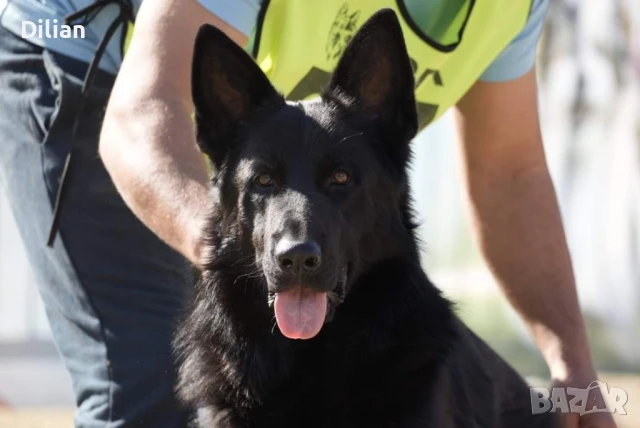 Продавам Малки Немски Овчарки, снимка 4 - Други - 51317897