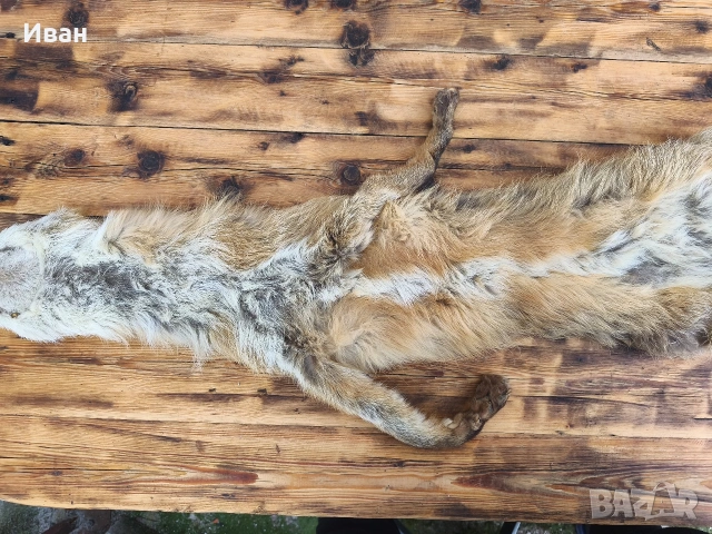 яка от лисица / кожа от лисица , снимка 8 - Антикварни и старинни предмети - 53697346