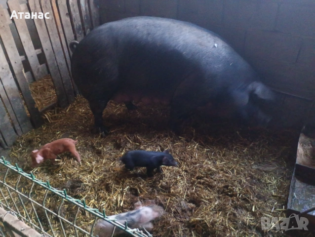 Продавам малки прасенца, снимка 4 - Прасета - 51133012