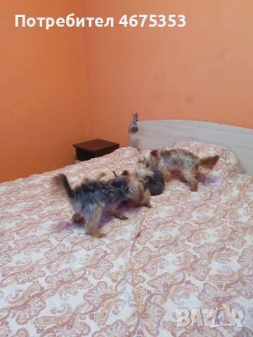  Мини Йорки йоркширски териер 4 кученца, снимка 15 - Йоркширски териер - 52770169