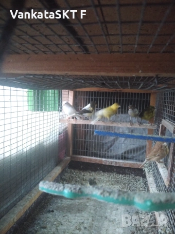 Канари, снимка 4 - Канари - 53117601