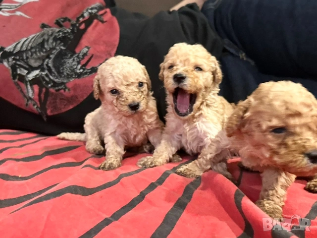 Пудел той , снимка 4 - Пудели - 53697550