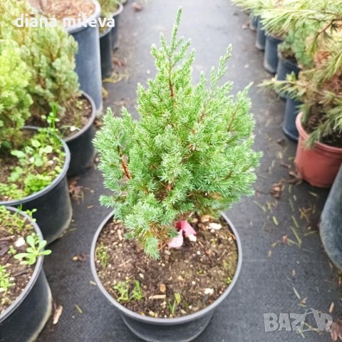 Хвойна Стрикта, Juniperus Stricta!!!, снимка 2 - Градински цветя и растения - 39272499