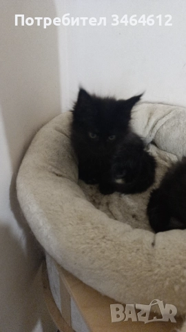 Мейн куун, снимка 7 - Мейн кун - 52592928