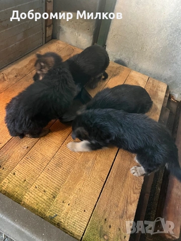 Продавам Немски Овчарки, снимка 9 - Немска овчарка - 53508248