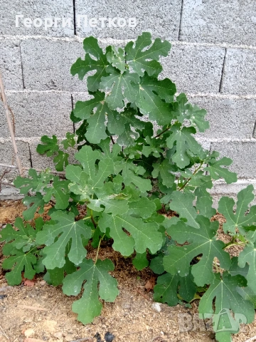 Смокинови фиданки