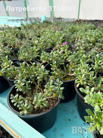 💞🍀🌸 Аубриета / Aubrieta, снимка 6 - Градински цветя и растения - 53641063