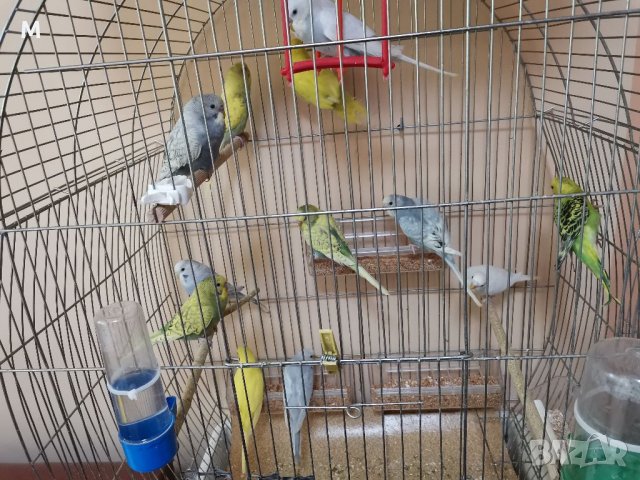 Вълнисти папагали