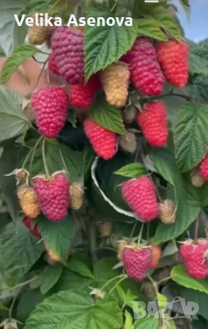 Разсад малини, снимка 1