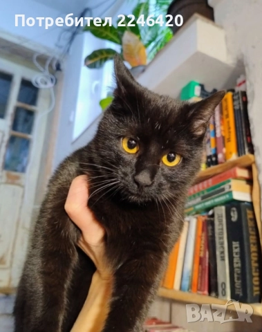 😺 1-годишно момченце от Враца търси ДОМ 