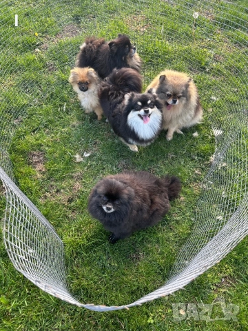 Померани , снимка 5 - Померан - 52179207