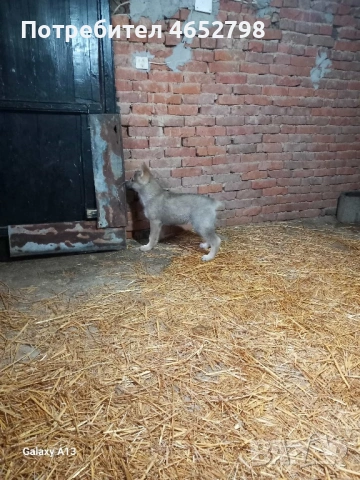 Чехословашки Вълчак, снимка 8 - Други - 53214003