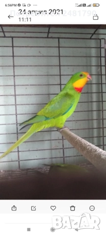 Птици, снимка 5 - За птици - 51924824