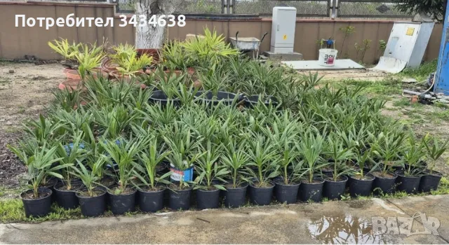 Продавам Студоустойчиви палми Трахикарпус.