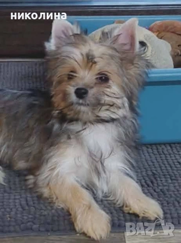 продавам йоркширски териер , снимка 8 - Йоркширски териер - 53471449