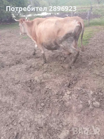 16 броя крави юници, снимка 7 - Крави - 50015524