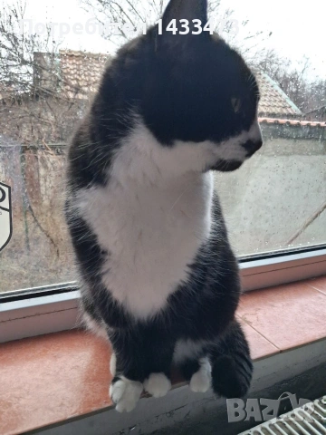 Хубавата Адолфина търси дом , снимка 10 - Други - 53648498