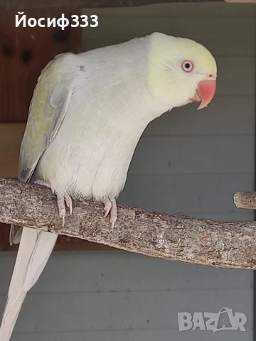 Продавам папагали , снимка 1