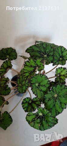 ГОЛЯМА и МАЛКА СТАЙНА БЕГОНИЯ 