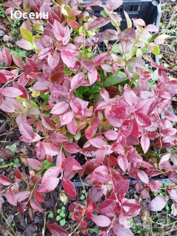 Американска боровинка 